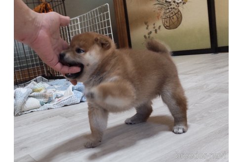 成約済の秋田県の柴犬-335156の2枚目
